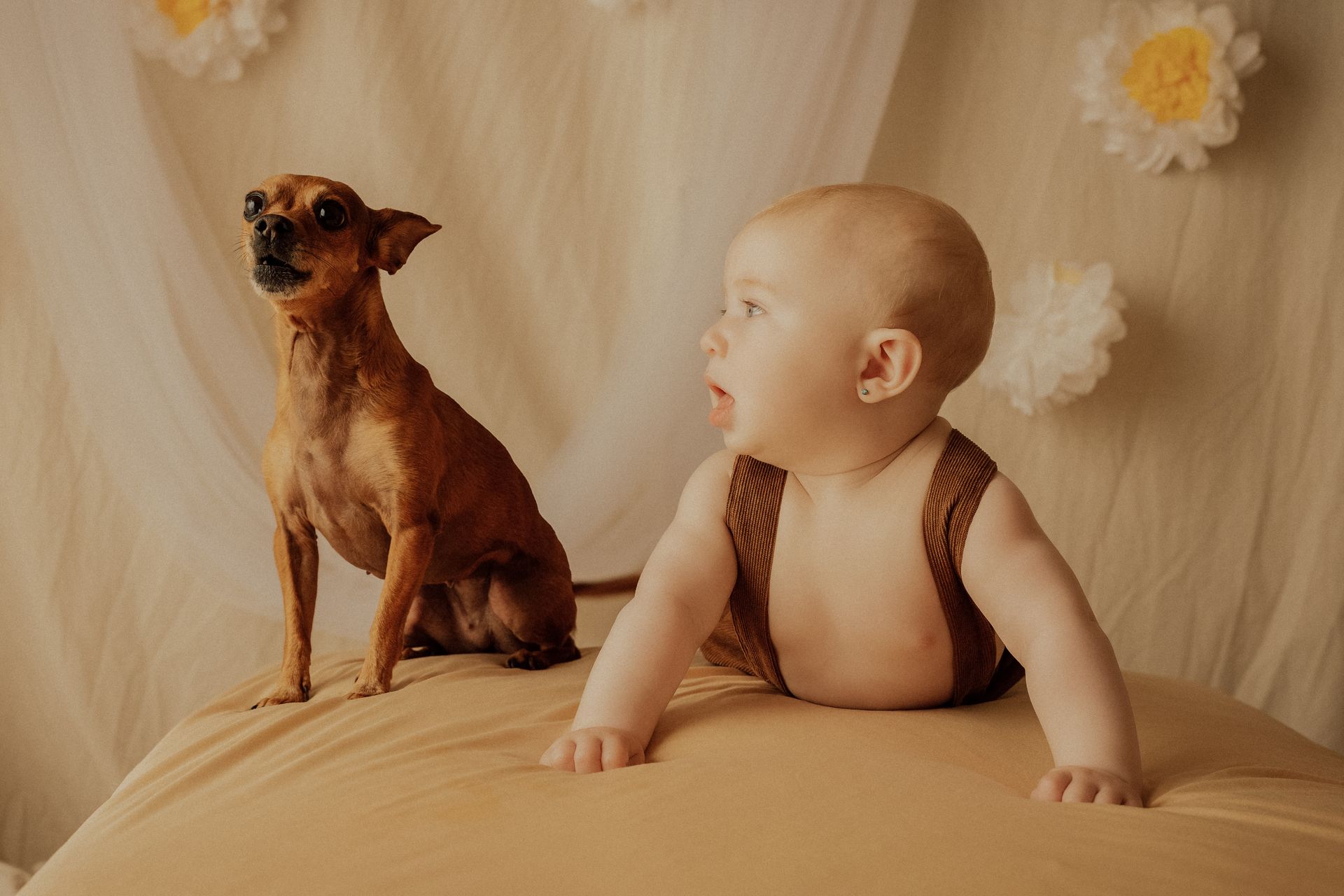 Bambino di pochi mesi in body marrone appoggiato sulla pancia accanto a un piccolo cane su fondale beige